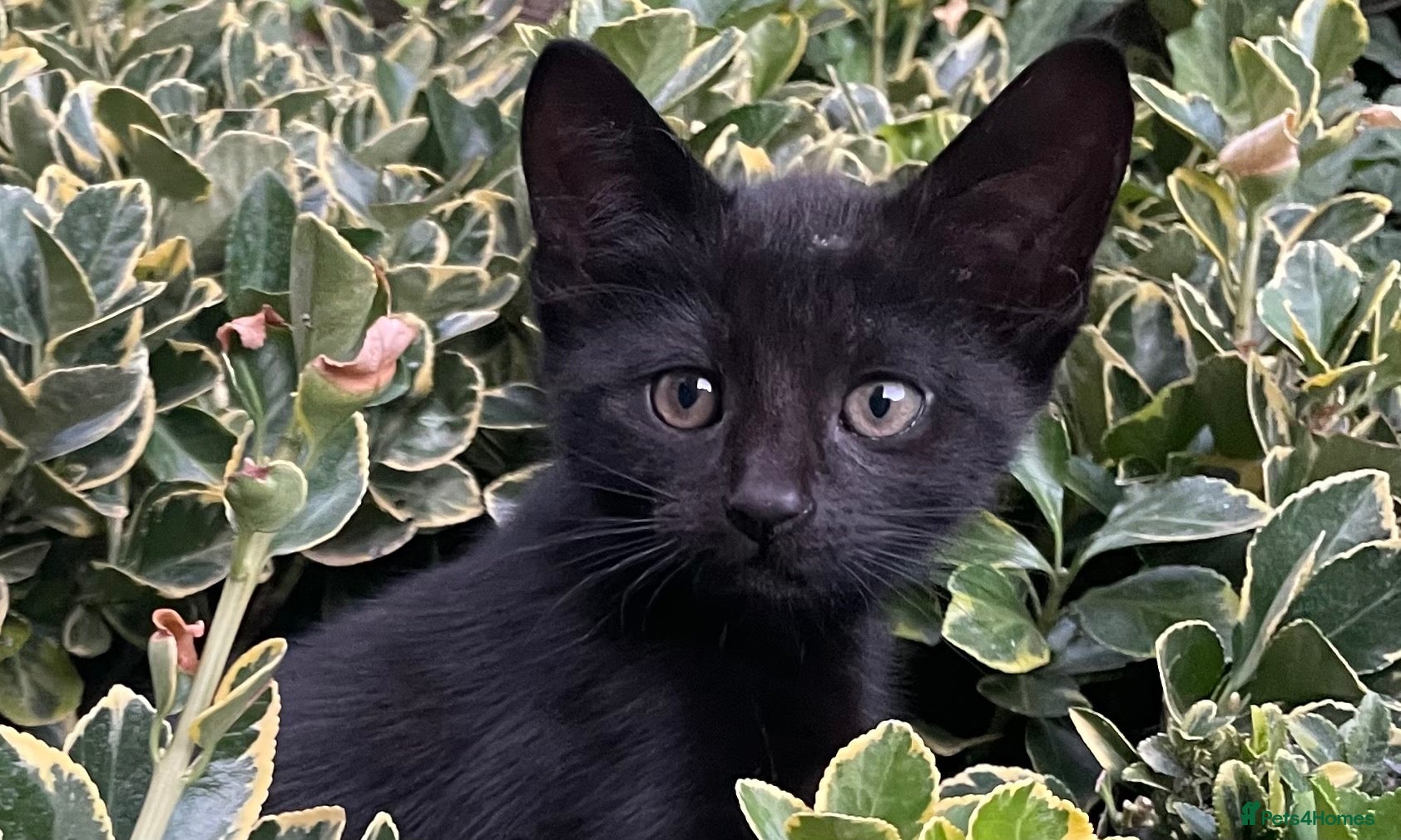 Domestic Shorthair cats Lovely kitten looking for home - Advert 12