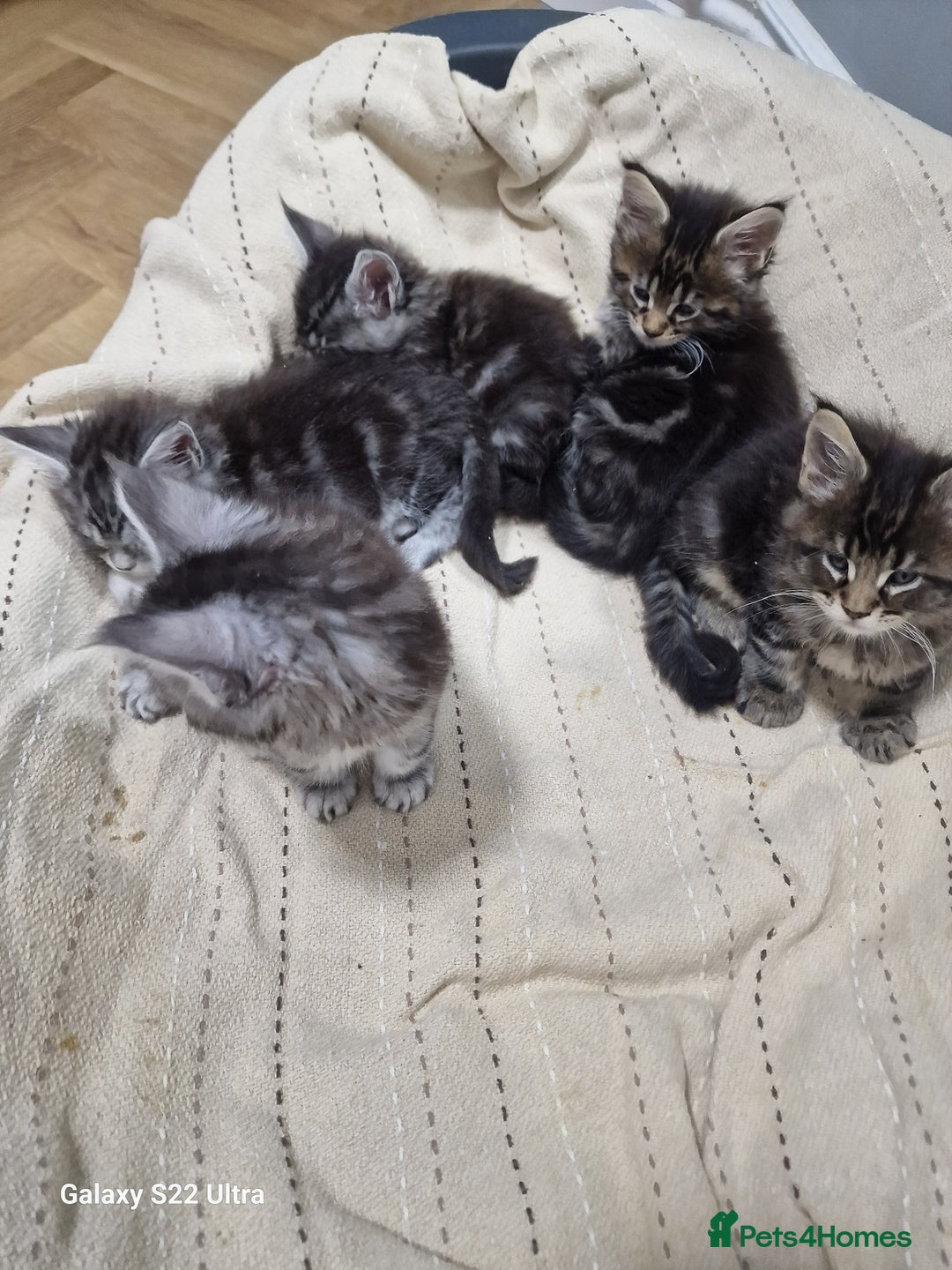 Maine Coon cats for sale: Pure Makne coon - Advert 31