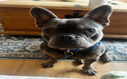 French Bulldog dogs for sale: 🐶🐾 Stanley 🐾🐶 the best companion  - Image 2