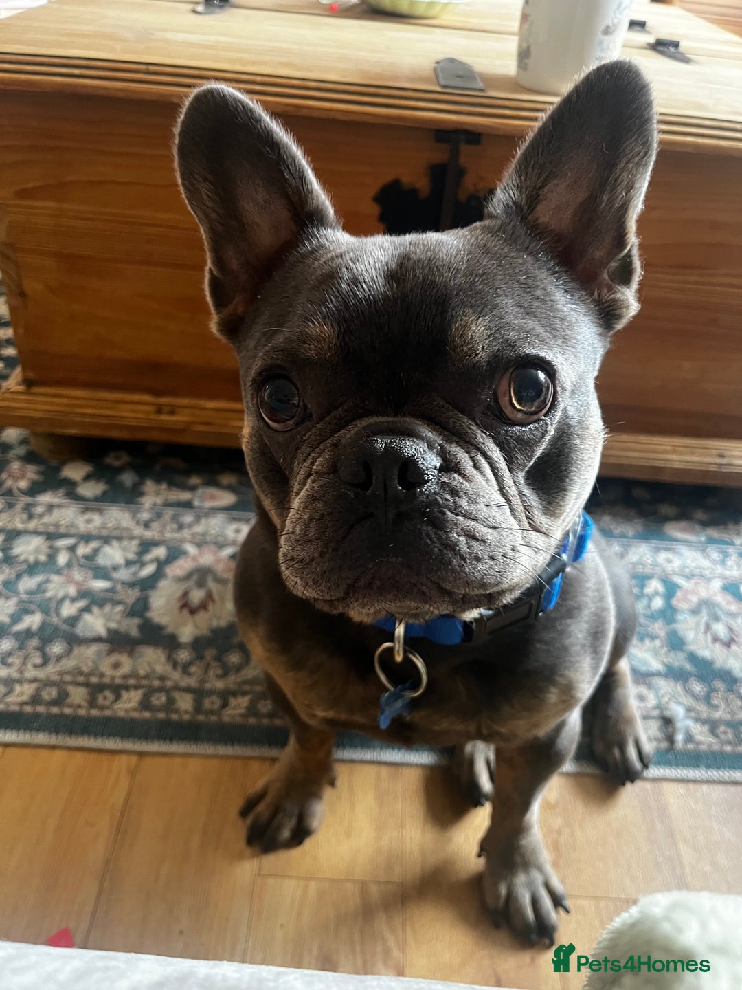 French Bulldog dogs for sale: 🐶🐾 Stanley 🐾🐶 the best companion  - Image 2