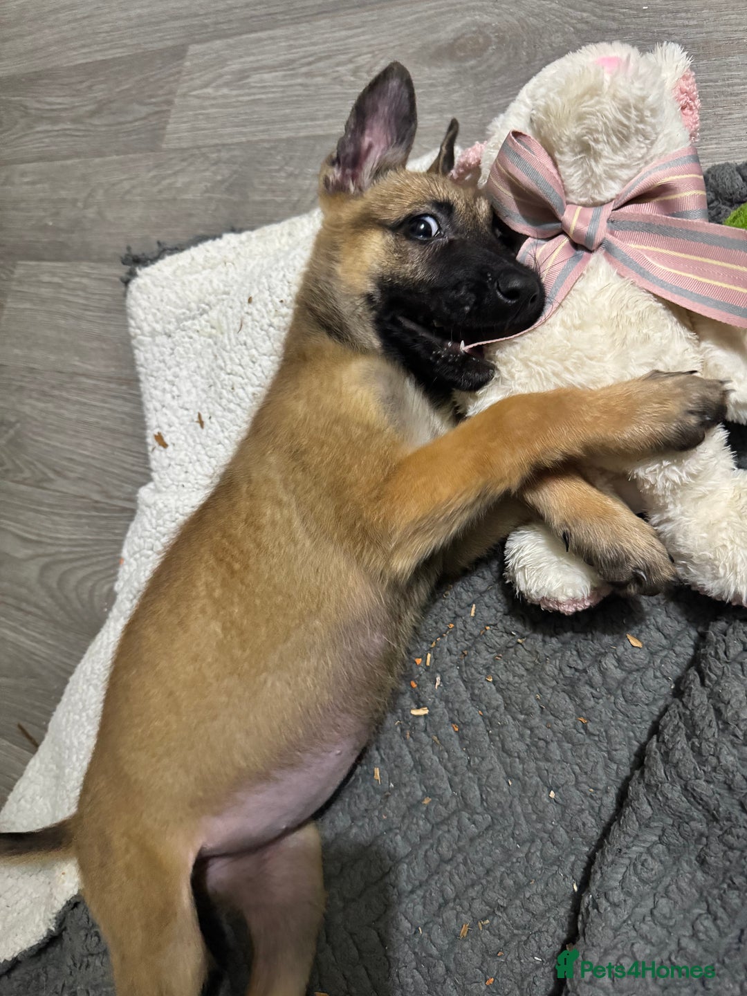 Belgian Shepherd Dog dogs for sale: Beautiful 8-Month-Old Belgian Malinois – “Cali” - Advert 6