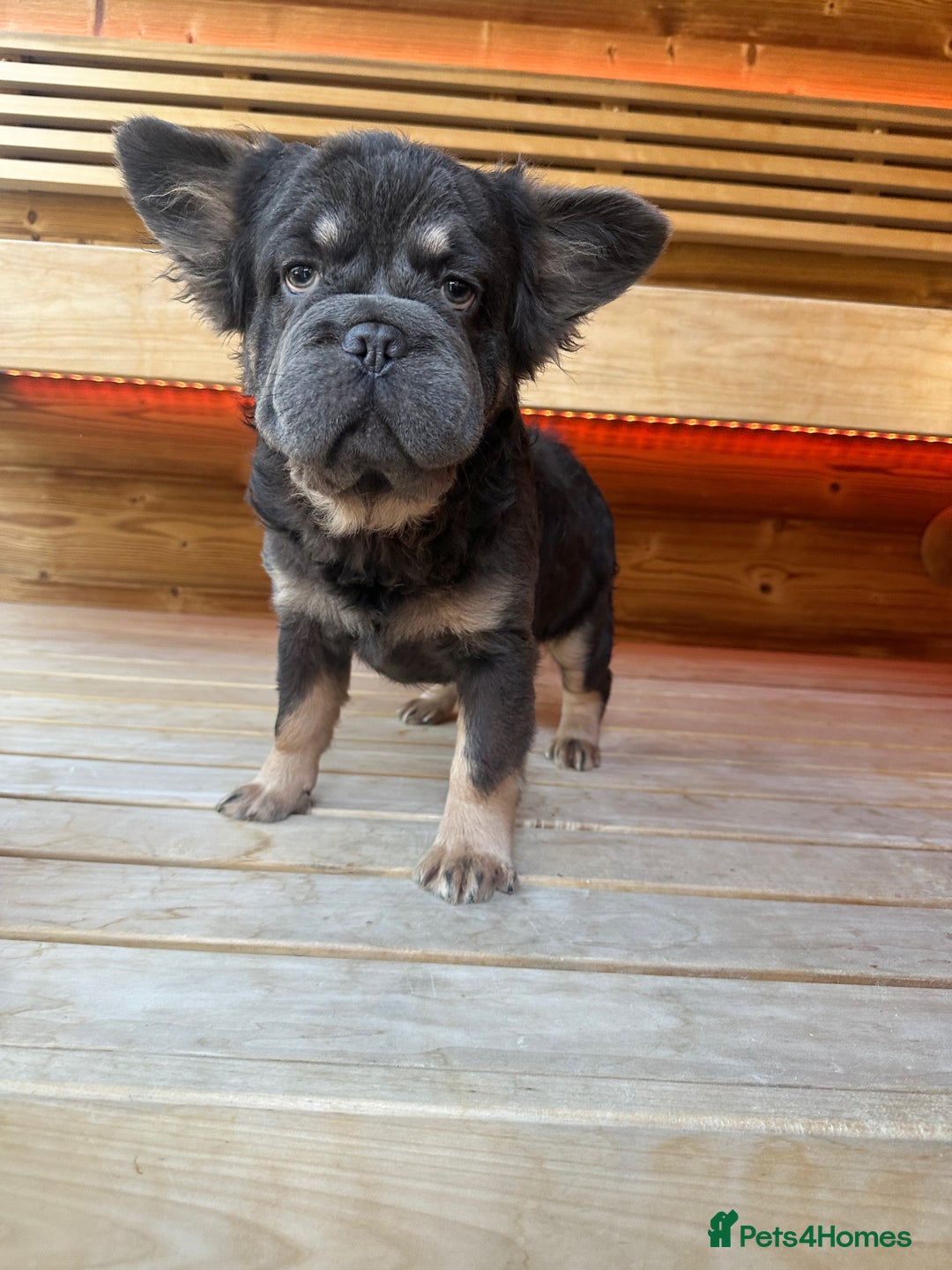 French Bulldog dogs for sale: French bull dog puppy fluffy male  - Advert 1