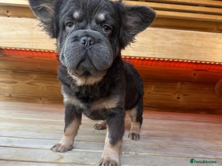 French Bulldog dogs French bull dog puppy fluffy male - Advert 1