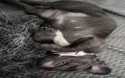 French Bulldog dogs for sale: Lady Grey 🩶 - Image 9