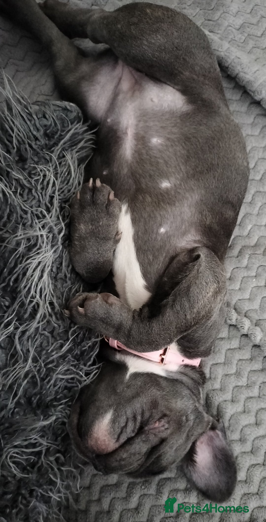 French Bulldog dogs for sale: Lady Grey 🩶 - Image 9