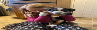 Borador Puppy 1