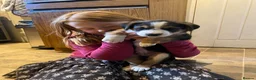 Borador dogs for sale: Borador pups with a bit of kelpie too! - Advert 3