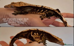 Gecko reptiles for sale: Proven Adult female Crested Gecko - Image 1