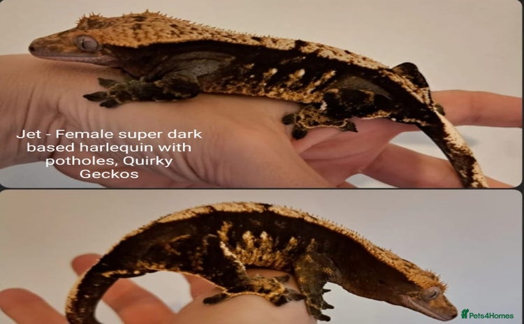 Gecko reptiles - Advert 1