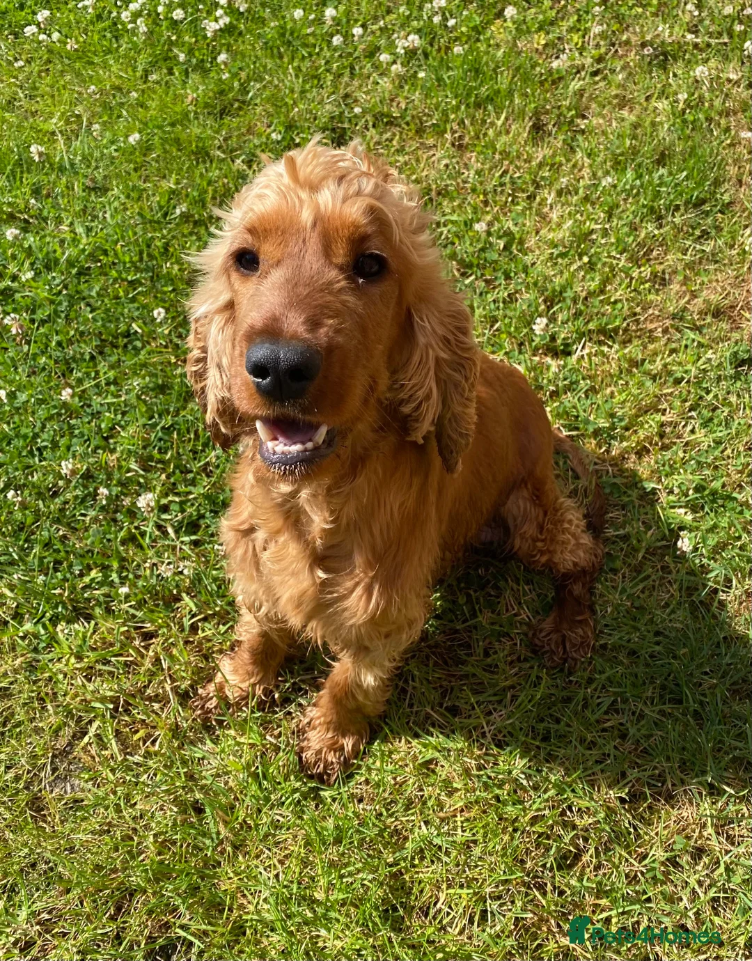 Cockapoo dogs for sale: Gorgeous F1 Cockapoo Puppies DNA Tested Parents - Advert 10