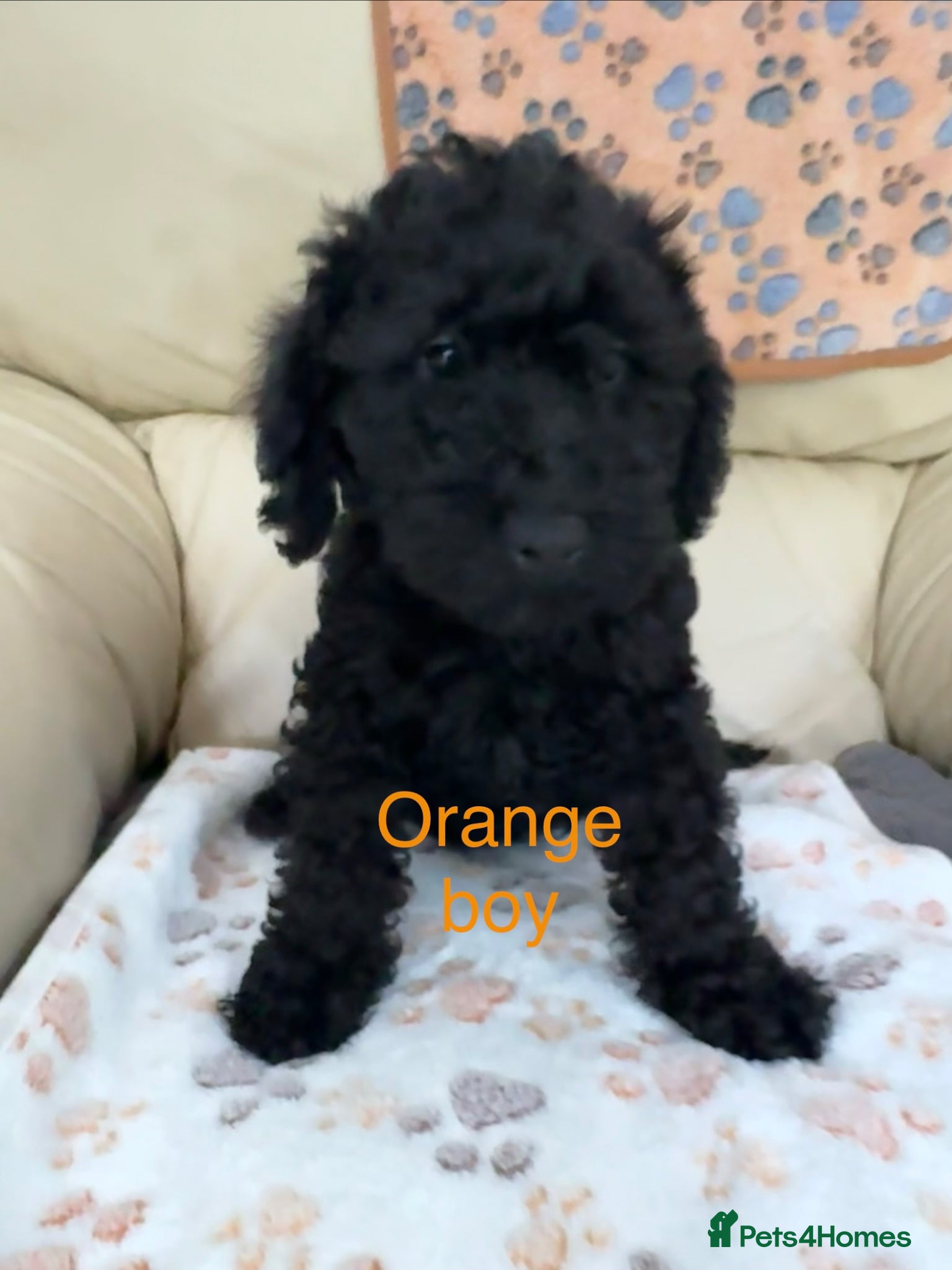 Schnoodle dogs I’m looking for my forever home (Boy) - Advert 2
