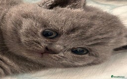 British Shorthair cats for sale: Beautiful Grey British Shorthair Kittens - Image 4
