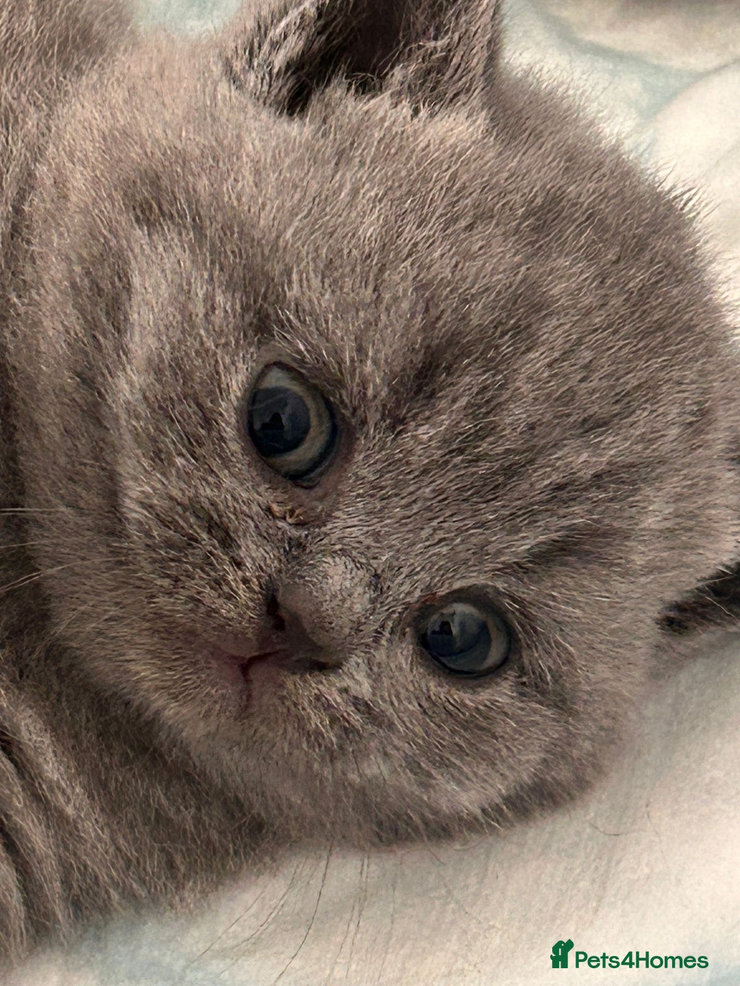 British Shorthair cats for sale: Beautiful Grey British Shorthair Kittens - Image 4