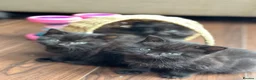 British Shorthair cats for sale: 🐾Beautiful Black British Shorthair Cross Kittens in Letchworth Garden City - Advert 39