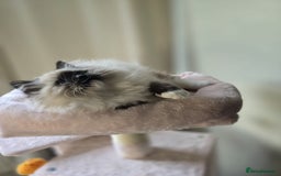 Ragdoll cats for sale: 6 Perfect Affectionate, Ready2Go Pedigree Kittens! - Advert 23