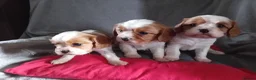 Cavalier King Charles Spaniel dogs for sale: Blenheim boys available  - Advert 5