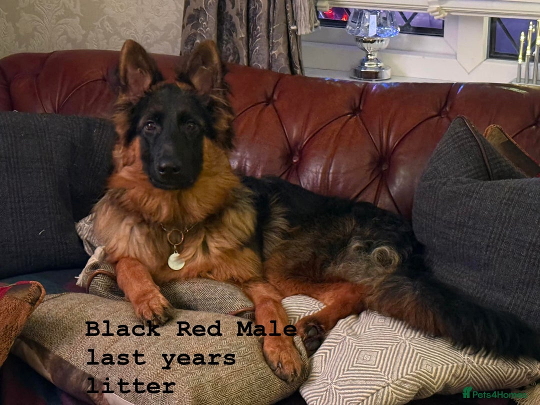 German Shepherd dogs for sale: hip scored DM Clear and DNA tested parents - Image 21