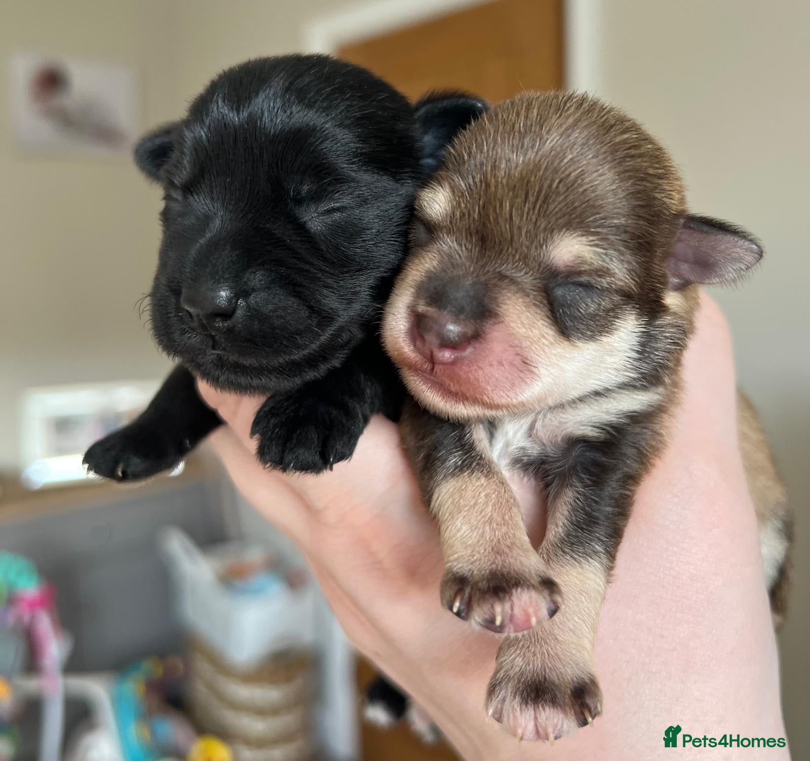 Miniature Schnauzer dogs KC BVA/MAC Choc/Pepper Black Miniature Schnauzers  - Advert 6