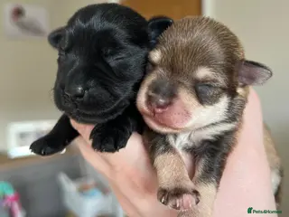 Miniature Schnauzer dogs KC BVA/MAC Choc/Pepper Black Miniature Schnauzers - Advert 6