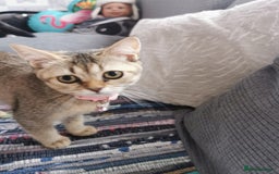 Scottish Fold cats for sale:  Scottish Fold & females   in Hull - Image 10
