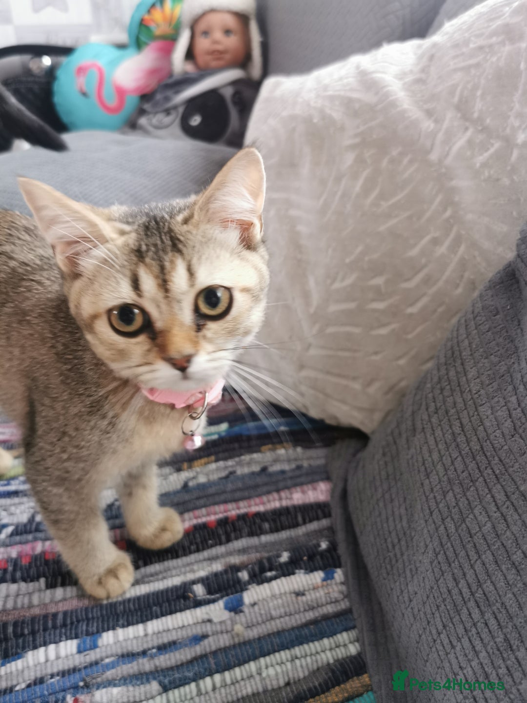 Scottish Fold cats for sale:  Scottish Fold & females   in Hull - Image 10