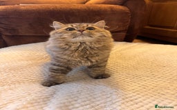 British Longhair cats for sale: Chocolate Tabby BLH boy TICA - Image 4