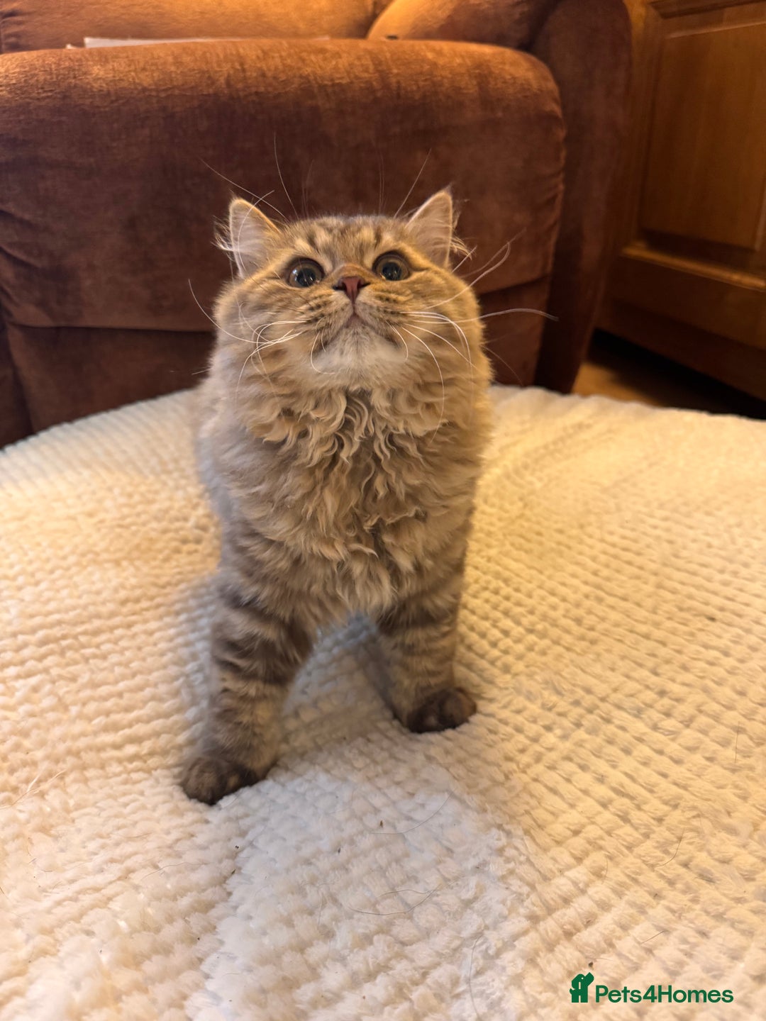 British Longhair cats for sale: Chocolate Tabby BLH boy TICA - Image 4