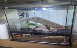 Tarantulas invertebrates for sale: Psalmopoeus Irminia / Venezuelan Sun Tiger AF - Image 1