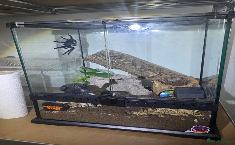 Tarantulas invertebrates - Advert 1