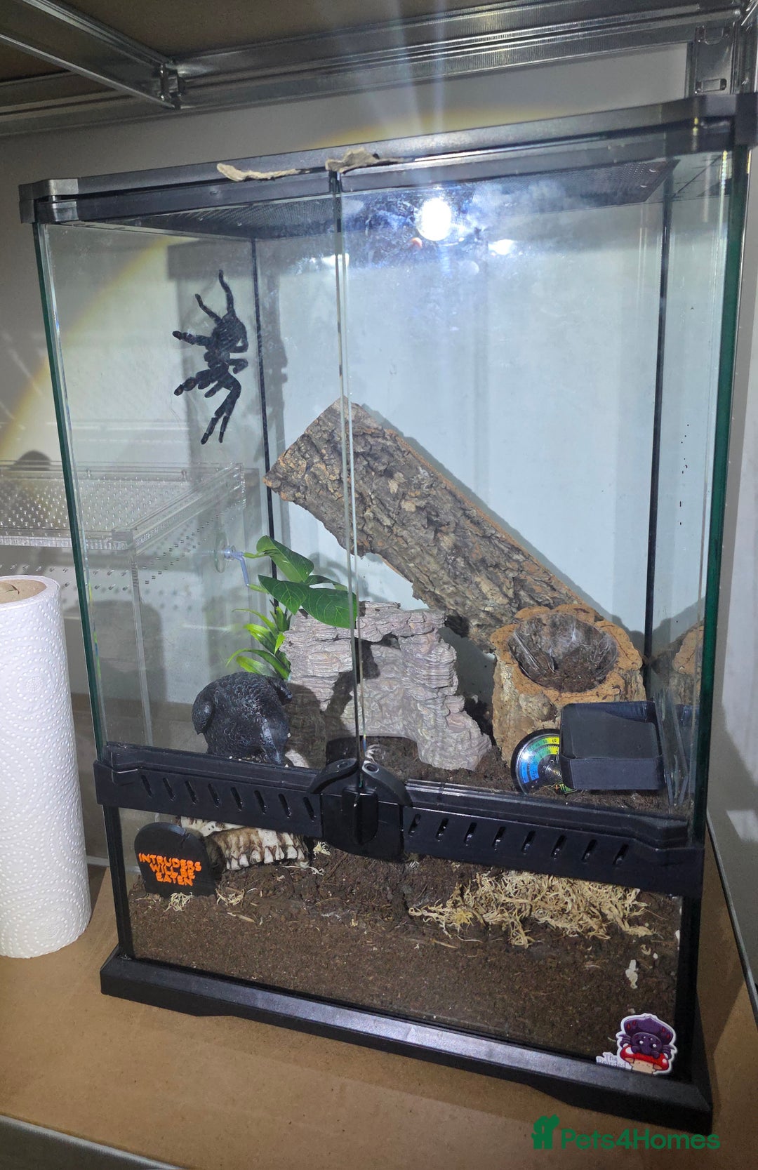 Tarantulas invertebrates for sale: Psalmopoeus Irminia / Venezuelan Sun Tiger AF - Image 1