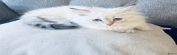 Siberian cats for sale: Stunning Pure Siberian Kittens- Hypoallergenic - Advert 7