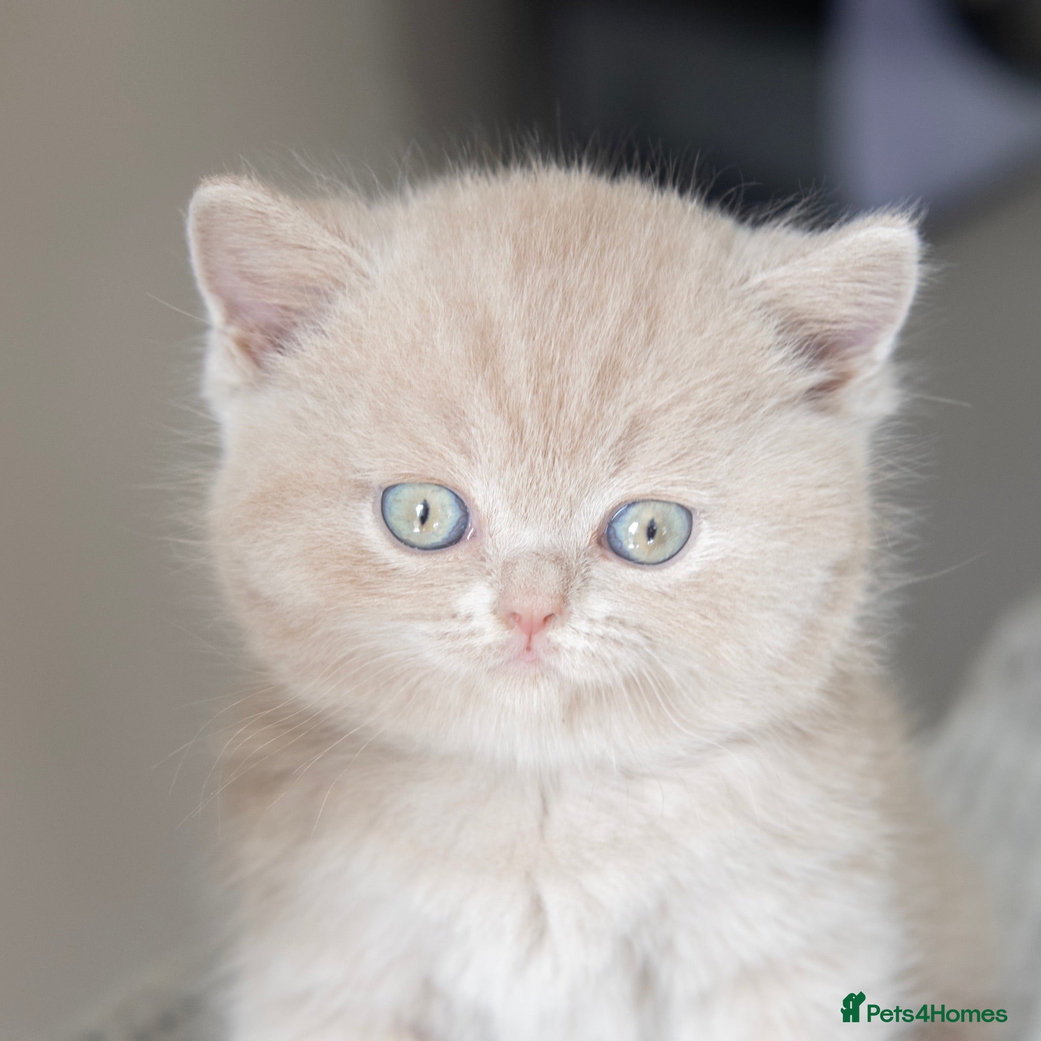 British Shorthair cats 🐾 Beautiful British Shorthair Kittens🐾 - Advert 1