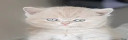 British Shorthair cats for sale: 🐾 Beautiful British Shorthair Kittens🐾 - Advert 1