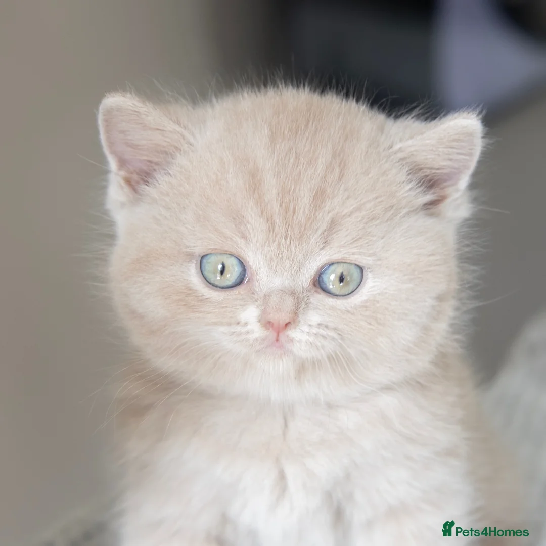 British Shorthair cats for sale: 🐾 Beautiful British Shorthair Kittens🐾 - Advert 1