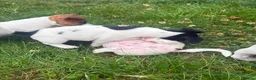 Jack Russell dogs for sale: 5 male Jack Russell puppies ready to go - Advert 13