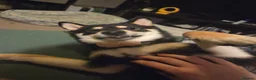 Japanese Shiba Inu dogs for sale: 🐾 Loving Home Wanted for Sushi 🐾 in Gloucester - Advert 8