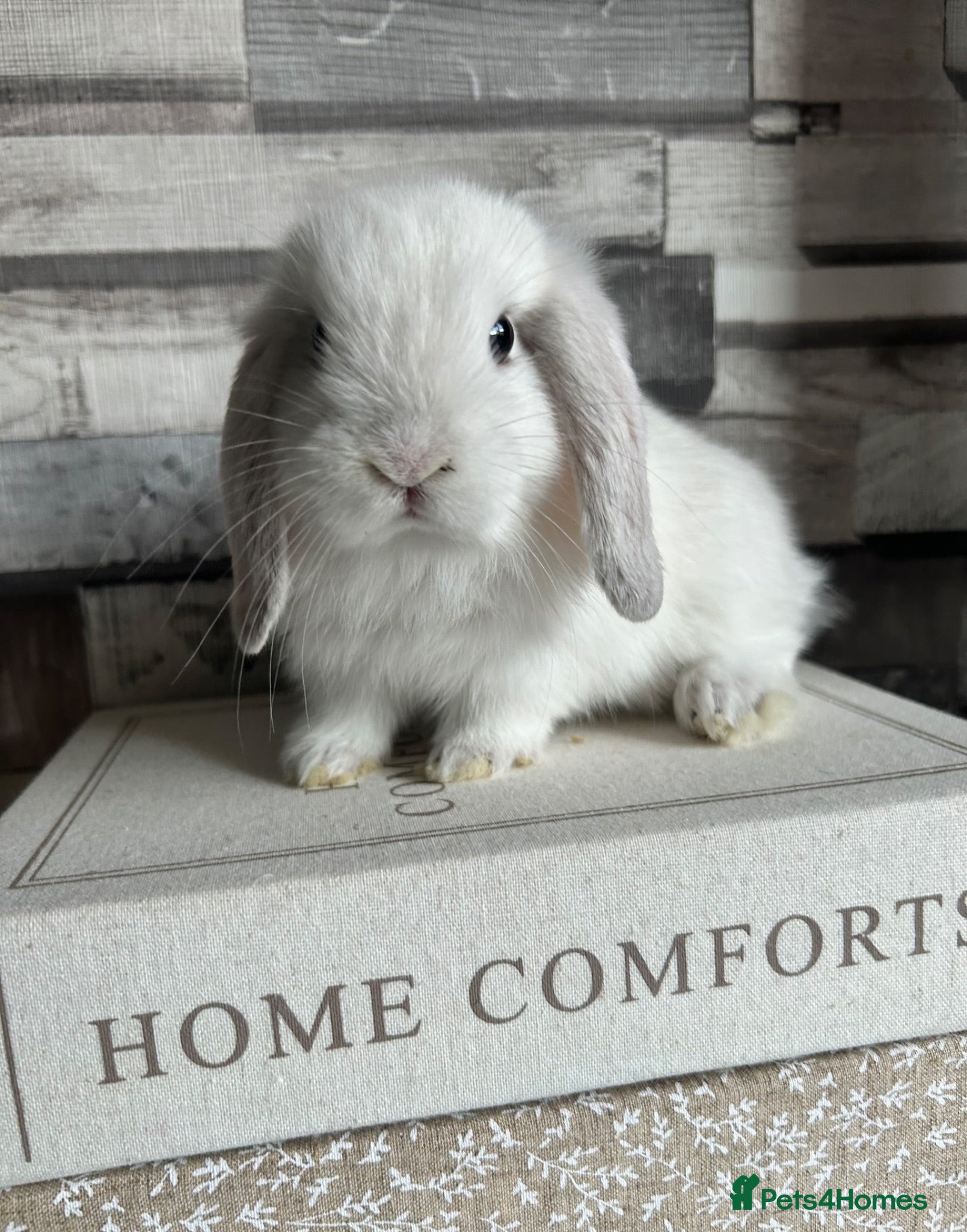 Mini Lop rabbits 🦋 Mini lop Babys 🦋 - Advert 2