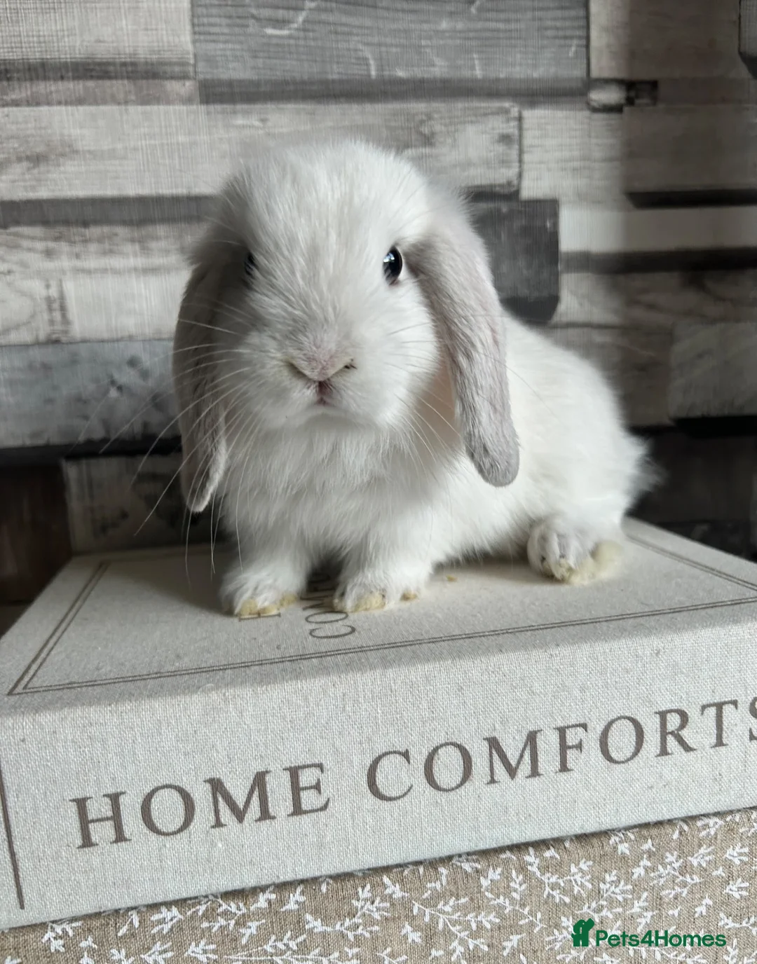 Mini Lop rabbits for sale: 🦋 Mini lop Babys 🦋 - Advert 2
