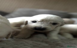 Golden Retriever dogs for sale: Golden puppies  - Image 2