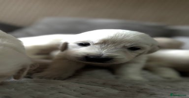 Golden Retriever dogs - Advert 1