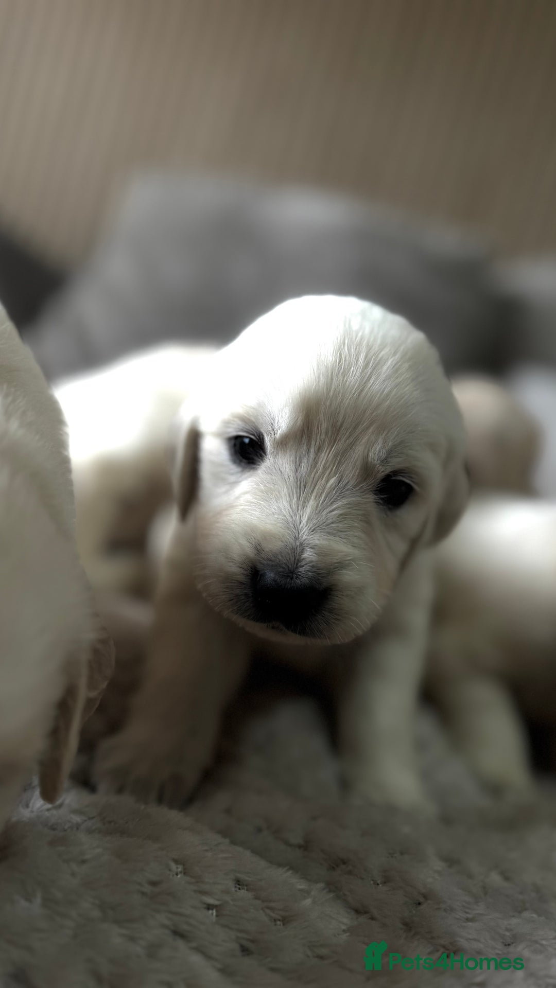 Golden Retriever dogs for sale: Golden puppies  - Image 2