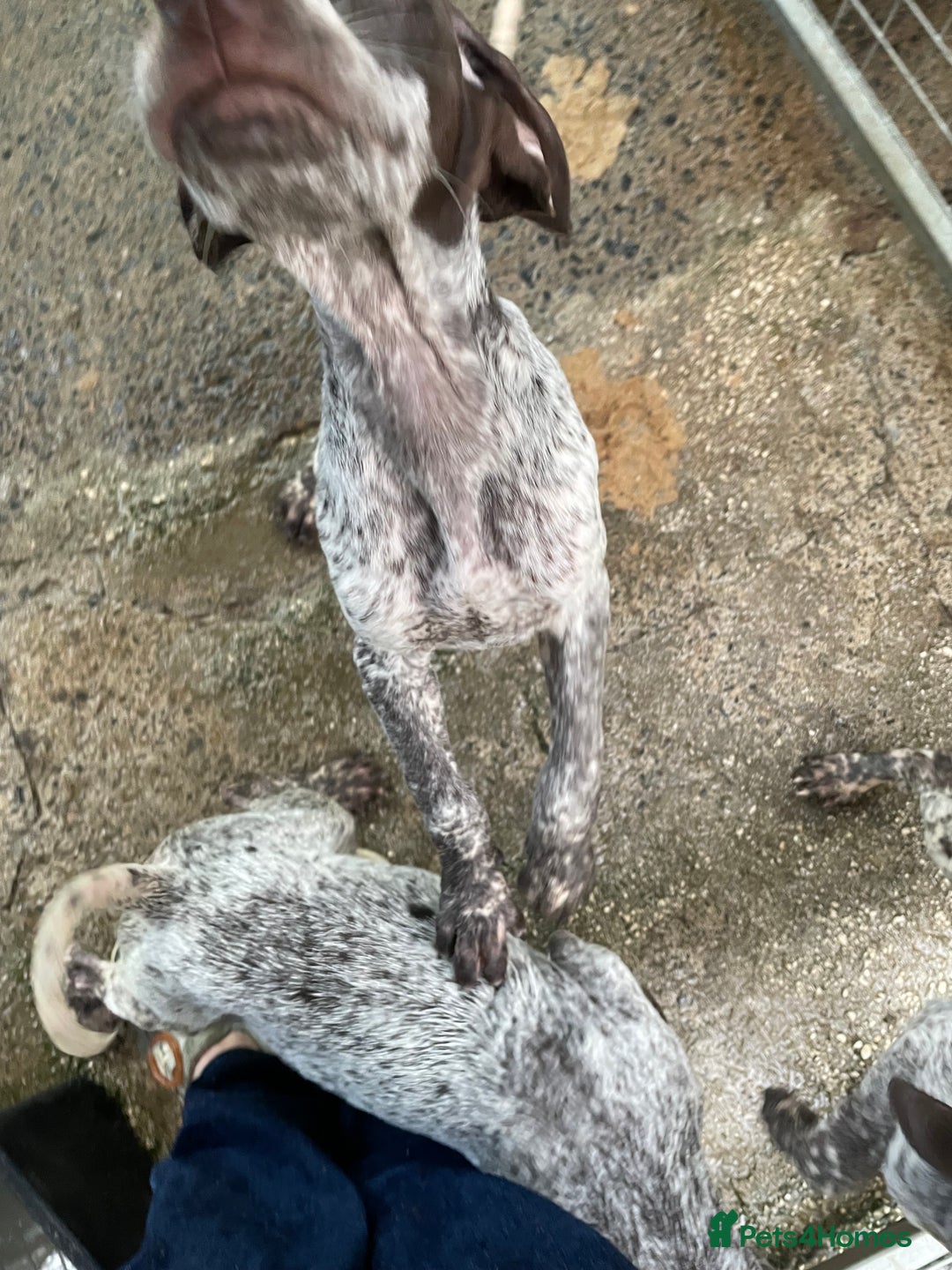 German Shorthaired Pointer dogs for sale: Pointers - Advert 11