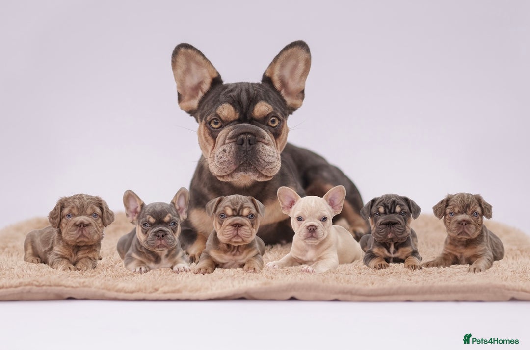 French Bulldog dogs for sale: Big Rope, Big Rope Fluffy & French Bullg - Advert 1