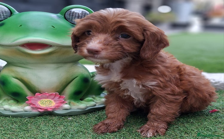 Cockapoo dogs - Advert 2