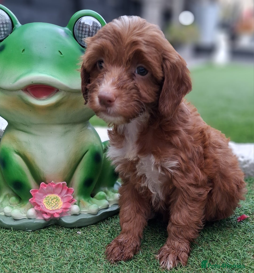 Cockapoo dogs for sale: ** BEAUTIFUL LITTER OF COCKAPOOS ** - Image 1