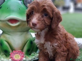 Cockapoo dogs - Advert 1