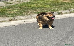 Mixed Breed dogs for sale: Puppies Jack Russel mixed breed - Image 10