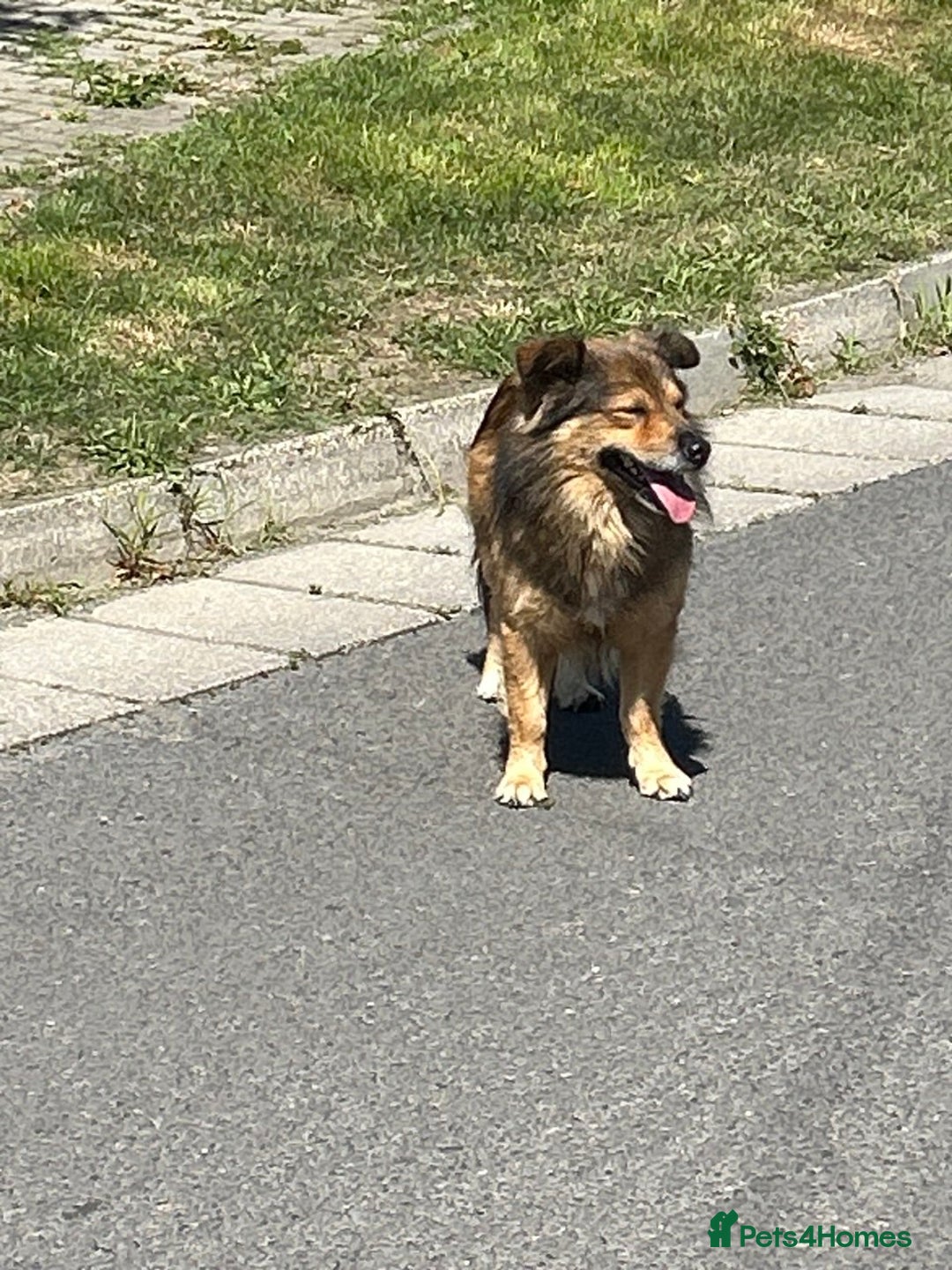 Mixed Breed dogs for sale: Puppies Jack Russel mixed breed - Image 10