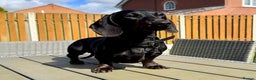 Miniature Dachshund dogs for stud: Rare KC Reg & Health Tested Miniature Dachshund in Rotherham - Advert 5