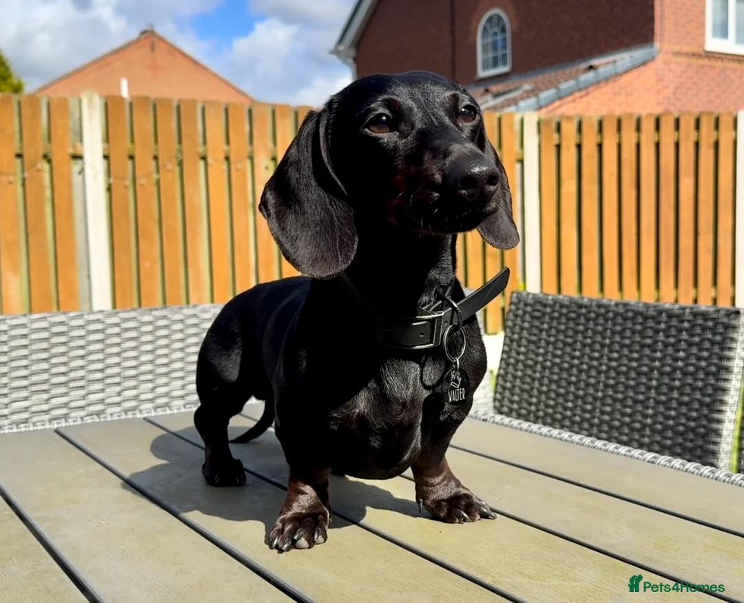 Miniature Dachshund dogs for stud: Rare KC Reg & Health Tested Miniature Dachshund in Rotherham - Advert 5